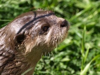 Free Images : nature, grass, animal, wildlife, fur, mammal, fauna, close up, whiskers, snout, head, vertebrate, otter, marmot... 