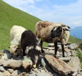 Free Images : mountain range, wildlife, pasture, grazing, sheep, natural, fauna, lamb, alps, vertebrate, sheeps, expensive, yak... 