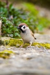 Free Images : nature, branch, wildlife, spring, beak, feather, fauna, songbird, vertebrate, finch, house sparrow, perching bird... 