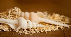 3888x2022 - - 952002 - 무료 이미지 - PxHere 무료 이미지 : 목재, 집, 식품... 잔디 가족, 육상 식물, 진주층 3888x2022 -  - 952002 - 무료 이미지 - PxHere