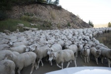 Goatherd 写真 - 無料画像 & 無料写真- PxHere - 5