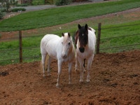 무스탕 말 2048x1536 - - 1271017 - 무료 이미지 - PxHere 무료 이미지 : 농장, 한 지방, 염소, 군중, 조용한, 목장, 방목, 종마, 척골가 있는... 