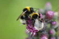 부르 동, 수분 조절제, 막 날개 곤충 3888x2592 - - 759040 - 무료 이미지 - PxHere 무료 이미지 : 자연, 꽃, 화분, 플로라, 동물 상, 무척추 동물... 