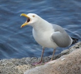 Free Images : sea, nature, bird, seabird, wildlife, beak, fauna, vertebrate, albatross, charadriiformes, european herring gull... 