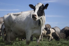 Free Images : nature, grass, white, field, farm, meadow, countryside, animal, country, green, herd, farming, pasture, grazing... 