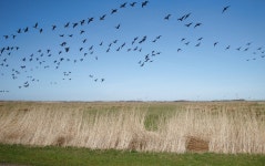 새 이주, 새 떼, 철새, 잔디 가족, 동물 이주 1998x1253 - - 743019... 새 이주, 새 떼, 철새, 잔디 가족, 동물 이주 1998x1253 -  - 743019 - 무료... 