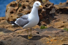 청어 갈매기 4608x3072 - - 36221 - 무료 이미지 - PxHere 무료 이미지... 유럽 ​​청어 갈매기 4608x3072 -  - 36221 - 무료 이미지 - PxHere