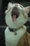 Free Images : cow, ear, beef, facial expression, mouth, yawn, eyelash, close up, human body, face, nose, whiskers, snout, eye... 
