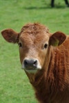 Steer Photos - Free Images & Free stock photos - PxHere