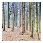 Free Images : tree, nature, branch, trunk, bark, birch, evergreen, fir, conifer, spruce, deciduous, grove, woodland, habitat... 