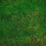 Halme Photos - Free Images & Free stock photos - PxHere