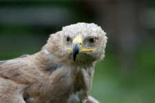 6016x4000 - - 770039 - 無料写真- PxHere 無料画像 : コールド, 鳥, 白... 羽毛, 脊椎動物, ファルコン, 腹水 6016x4000 -  - 770039 - 無料写真- PxHere