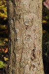 1440x1920 - - 855012 - 무료 이미지 - PxHere 무료 이미지 : 잔디, 분기... 식물 줄기, 우디 식물, 육상 식물 1440x1920 -  - 855012 - 무료 이미지 - PxHere