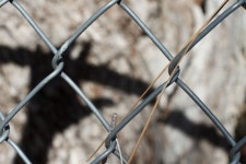 무료 이미지 : 손, 분기, 울타리, 잎, 꽃, 선, 돛대, 그림자, 작은 가지, 닫다, 매크로 사진, 철사 펜싱, 집 펜싱 5184x3456 - - 435859 - 무료... 