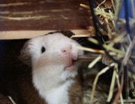 기니피그, 코, 구레나룻, 솜틀, 35mm, 척골가 있는, 소니, 돼지, a700, 당일 치기, 윌로우 팜 4272x2848 - - 421673 - 무료 이미지 - PxHere 무료... 