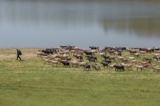 무료 이미지 : 습지, 황야, 야생 생물, 군중, 목장, 방목, 양, 동물 상, 대초원, 평원, 목초지, 원정 여행, 농촌 지역 1920x1280 - - 6738... 