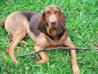 닦다, 바셋 아트 사이언 노르망디, 레드 본 coonhound, 바바리아 산의 사냥개, 에스트로니안 하운드, 핀란드 하운드, 세르비아어 3 색... 