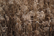 병아리, 선천 만, 잔디 가족, phragmites, 음식 곡물, 순천 4256x2848... 병아리, 선천 만, 잔디 가족, phragmites, 음식 곡물, 순천 4256x2848... 