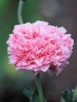 무료 이미지 : 꽃 피는 식물, 담홍색, 꽃잎, common peony, 모란, 식물학, Chinese peony, 꽃을 자르다, 카네이션, 핑크 가족... 