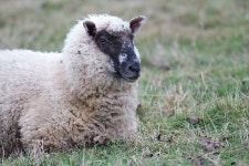 무료 이미지 : 잔디, 야생 생물, 목장, 방목, 양, 포유 동물, 동물 상, 산 염소, 척골가 있는, 암소 염소 가족 5042x3362 - - 216382 - 무료... 