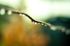 무료 이미지 : 수분, 분기, 녹색, 이슬, 매크로 사진, 하락, 잎, 작은 가지, 닫다, 아침, 하늘, 나무, 봄, 식물 줄기, 사진술, 유기체, 잔디... 