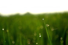Free Images : nature, drop, dew, light, field, lawn, meadow, sunlight, leaf, flower, green, close up, grassland, cornfield... 