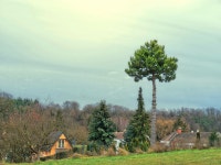 무료 이미지 : 경치, 숲, 들, 농장, 목초지, 언덕, 마을, 소나무, 목장, 농업, 대초원, 평원, 서식지, 짧은 서사시, 생태계, 농촌 지역... 