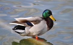 Free Images : wing, animal, wildlife, beak, fauna, poultry, close up, duck, vertebrate, waterfowl, water bird, mallard, canard... 