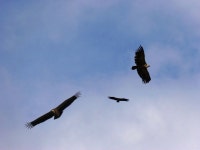 Vultures Photos - Free Images & Free stock photos - PxHere