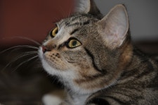 Free Images : cute, pet, fur, closeup, striped, close up, pets, nose, whiskers, snout, animals, vertebrate, views, cat eyes, cat... 