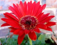 무료 이미지 : 꽃잎, 빨간, 플로라, 동심의, 거베라, 매크로 사진, 꽃 피는 식물, 데이지 가족, 도시 자동차, 연간 공장, 육상 식물... 