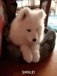 웃는 강아지 - 에누리 쇼핑지식 자유게시판