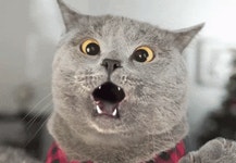 Shocking GIFs | Tenor