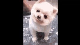 Cuteanimals GIFs | Tenor