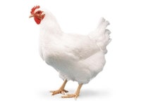 Pricey poultry: Rising chicken meat prices – a constant concern for consumers - The Express Tribune