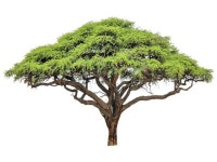 acacia trees - The Express Tribune