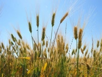 Investment plan: Rs82b for improving crop yields, water efficiency | The Express Tribune