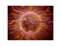 StockTrek Images PSTSTK700373HLARGE Microscopic View of Sperm Swimming Towards Egg Poster Print, 32 x 24 - Large - Newegg.ca
