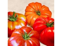 Selected Artworks PDX1RM2641LARGE Tomatoes Poster Print by Remo Barbieri, 24 x 24 - Large - Newegg.ca
