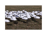 DOA Decoys 450009 Migration Series Filler Socks Snow and Blue 50pk - Newegg.com
