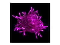 LOT OF 5ALEKO B50LEDPINK 50 LED 16 FEET BATTERY STRING LIGHTS CHRISTMAS LIGHTS PINK - Newegg.com