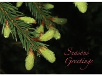 Holiday Greeting Cards - H6028. Business Greeting Card with an Image of a Pine Tree Branch on a Black Background. Box Set Has 25... 