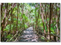 Belize Bacab Jungle Park Jigsaw Puzzles for Adults Kids 1000 Pieces Wooden Puzzle Home - Newegg.com