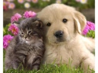 Cat and Dog Paint By Numbers (40x50cm No Frame) - Newegg.com