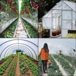 Greenhouse Film 15 x 40 ft, Greenhouse Polyethylene Film 6 Mil Thickness, Greenhouse Plastic Greenhouse Clear Plastic Film UV... 