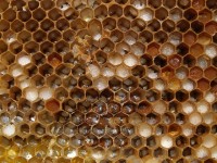 Honey comb from Angies hives in Wootton | Sue Lovell | Flickr Honey comb from Angies hives in Wootton