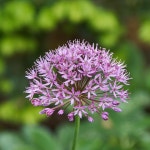 Bigger Flowers - Page 57 - PentaxForums.com