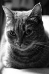 I cant decide between DA 35mm 2.4, 40mm 2.8 and 50mm 1.8 - Page 2 - PentaxForums.com