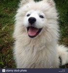 Happy Samoyed, Samoyed , dog Stock Photo: 310115997 - Alamy Stock Photo - Happy Samoyed, Samoyed , dog