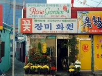 장미화원 - 목포BIZ 장미화원